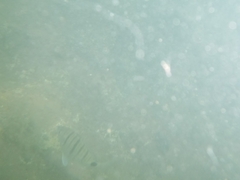 Diplodus