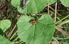 Pyrrhocoris apterus