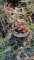 Pinus