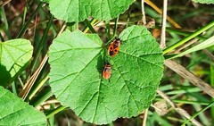 Pyrrhocoris apterus