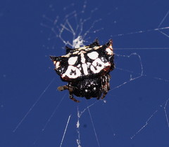 Gasteracantha sacerdotalis