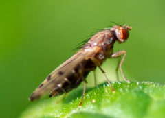 Opomyza germinationis