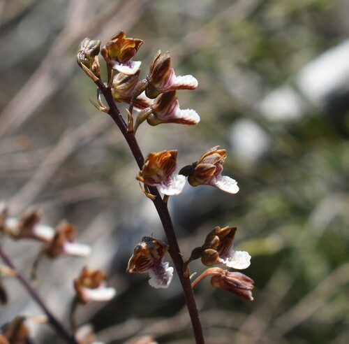 Image of Eulophia micrantha by (c) Justin Ponder, some rights reserved (CC BY)