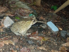 Duttaphrynus melanostictus