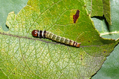 Dichomeris ustalella