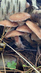 Armillaria mellea