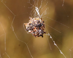 Gasteracantha sacerdotalis