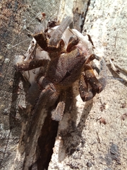 Phoneutria nigriventer