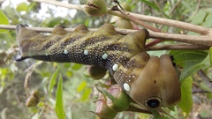 Xylophanes falco