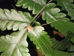 Pseudogagrella splendens