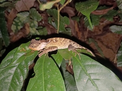 Acanthosaura lepidogaster