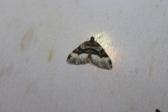 Euphyia intermediata