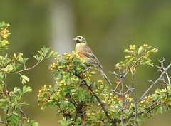 Emberiza cirlus