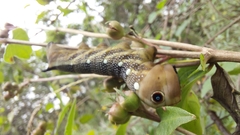 Xylophanes falco