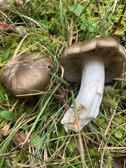 Lyophyllum