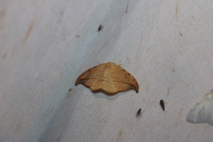 Drepana arcuata