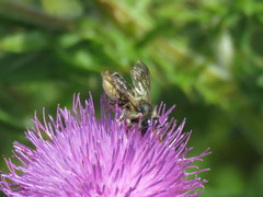 Megachile