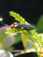 Adurgoa gonagra