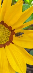 Astylus quadrilineatus