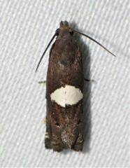 Epiblema gibsoni