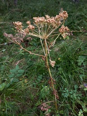 Pleurospermum uralense