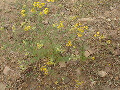 Oncosiphon suffruticosus