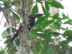 Selenidera spectabilis