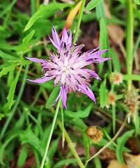 Centaurea aspera