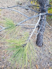 Pinus ponderosa