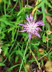 Centaurea aspera