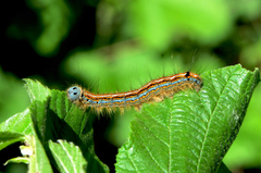 Malacosoma neustria