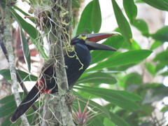 Selenidera spectabilis