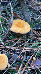 Gymnopilus