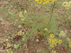 Oncosiphon suffruticosus