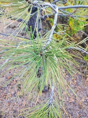 Pinus ponderosa