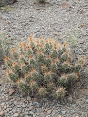 Echinocereus stramineus