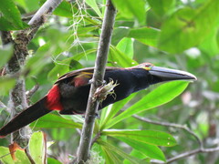 Selenidera spectabilis