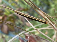 Trichordestra legitima