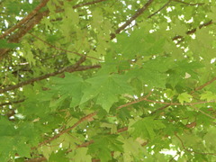 Acer floridanum