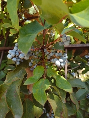 Berberis aquifolium