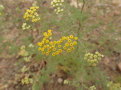 Oncosiphon suffruticosus