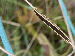Trichordestra legitima