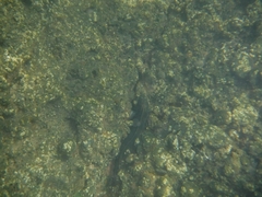 Ophioblennius atlanticus