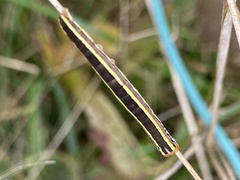Trichordestra legitima