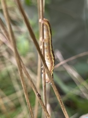 Trichordestra legitima