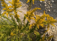 Solidago radula