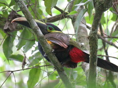 Selenidera spectabilis