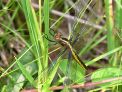 Libellula cyanea