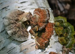 Trametes betulina