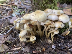 Pholiota terrestris